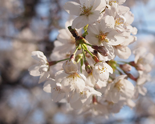 靖国神社の桜を開花から満開まで