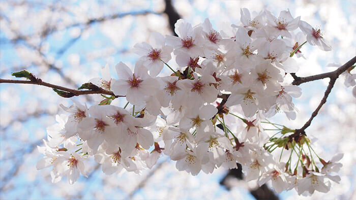 桜