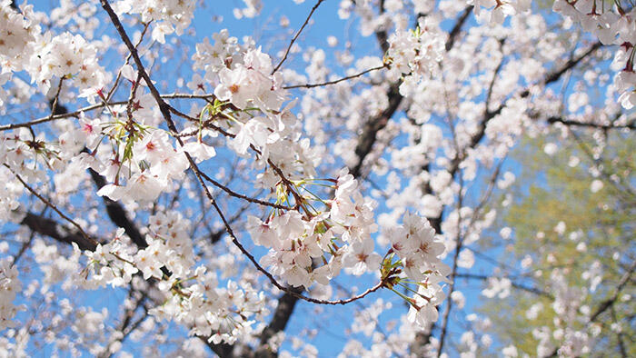 桜