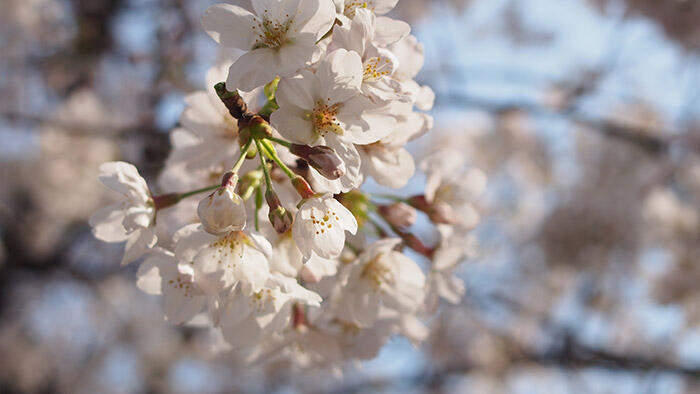 桜